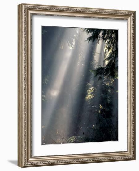 Sun Rays Through Mist, Olympic National Park, Washington, USA-Art Wolfe-Framed Photographic Print