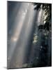 Sun Rays Through Mist, Olympic National Park, Washington, USA-Art Wolfe-Mounted Photographic Print