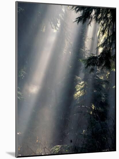 Sun Rays Through Mist, Olympic National Park, Washington, USA-Art Wolfe-Mounted Photographic Print