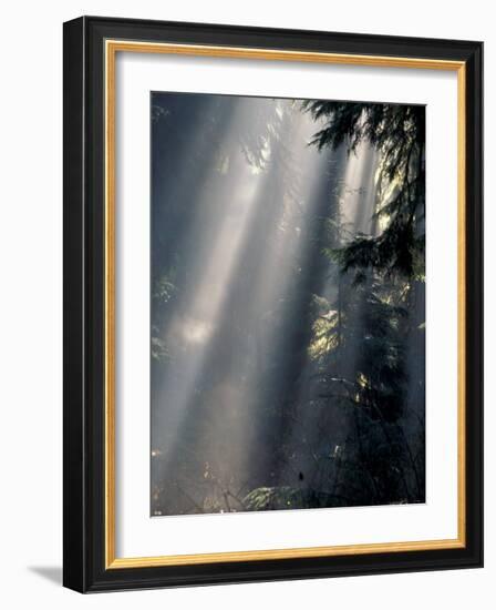 Sun Rays Through Mist, Olympic National Park, Washington, USA-Art Wolfe-Framed Photographic Print