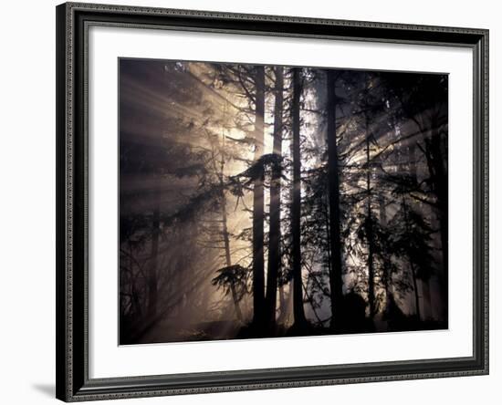 Sun Rays Through Trees, Olympic National Forest, Washington, USA-Art Wolfe-Framed Photographic Print