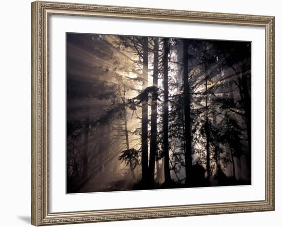 Sun Rays Through Trees, Olympic National Forest, Washington, USA-Art Wolfe-Framed Photographic Print