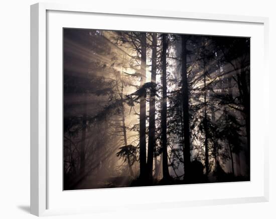 Sun Rays Through Trees, Olympic National Forest, Washington, USA-Art Wolfe-Framed Photographic Print