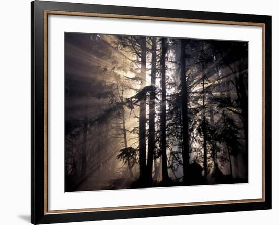 Sun Rays Through Trees, Olympic National Forest, Washington, USA-Art Wolfe-Framed Photographic Print