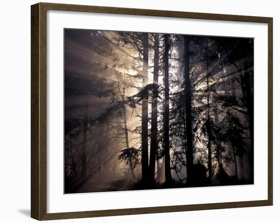 Sun Rays Through Trees, Olympic National Forest, Washington, USA-Art Wolfe-Framed Photographic Print