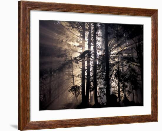 Sun Rays Through Trees, Olympic National Forest, Washington, USA-Art Wolfe-Framed Photographic Print