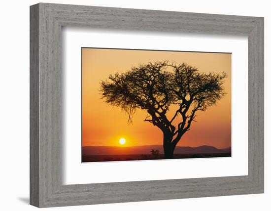 Sun Rising behind Acacia-DLILLC-Framed Photographic Print