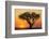 Sun Rising behind Acacia-DLILLC-Framed Photographic Print