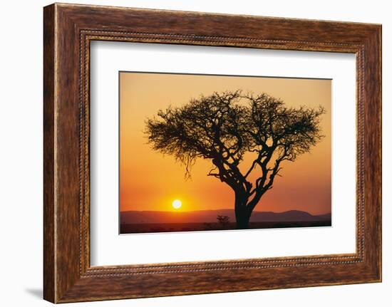 Sun Rising behind Acacia-DLILLC-Framed Photographic Print