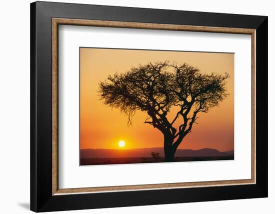 Sun Rising behind Acacia-DLILLC-Framed Photographic Print