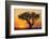 Sun Rising behind Acacia-DLILLC-Framed Photographic Print