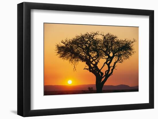 Sun Rising behind Acacia-DLILLC-Framed Photographic Print