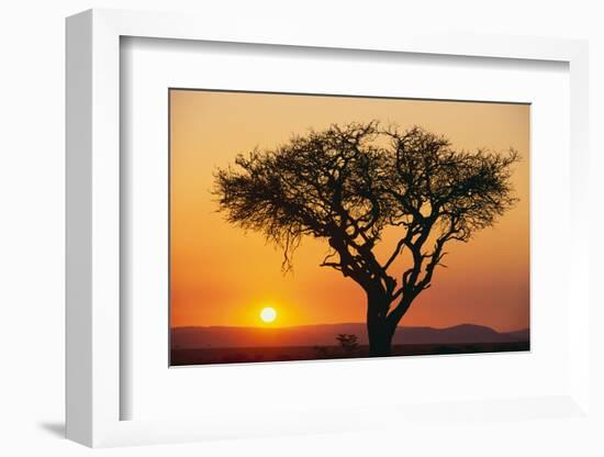 Sun Rising behind Acacia-DLILLC-Framed Photographic Print