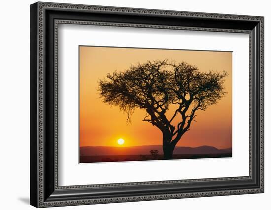 Sun Rising behind Acacia-DLILLC-Framed Photographic Print