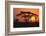 Sun Rising behind Trees-DLILLC-Framed Photographic Print