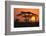 Sun Rising behind Trees-DLILLC-Framed Photographic Print