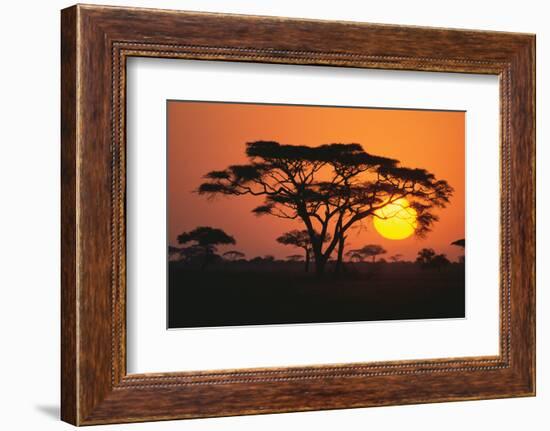 Sun Rising behind Trees-DLILLC-Framed Photographic Print