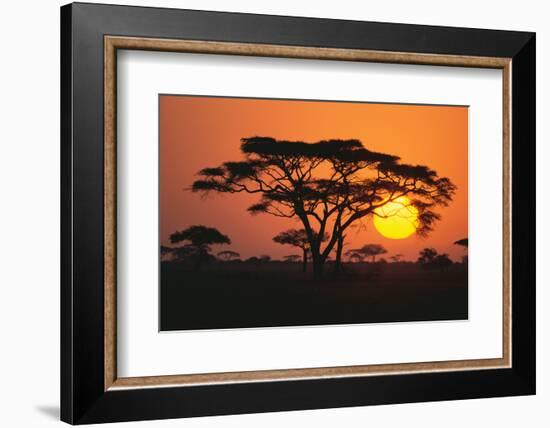 Sun Rising behind Trees-DLILLC-Framed Photographic Print