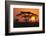 Sun Rising behind Trees-DLILLC-Framed Photographic Print