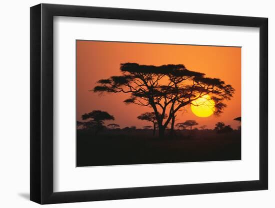 Sun Rising behind Trees-DLILLC-Framed Photographic Print