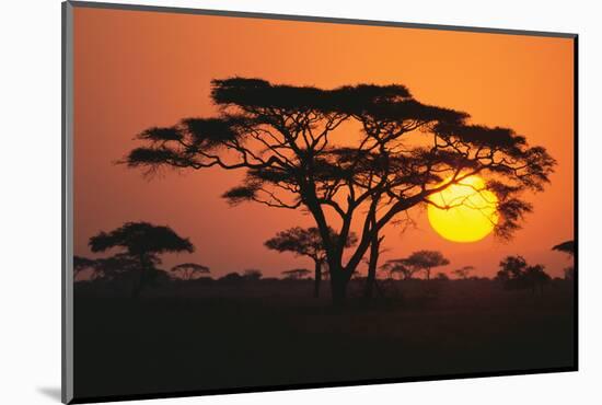 Sun Rising behind Trees-DLILLC-Mounted Photographic Print