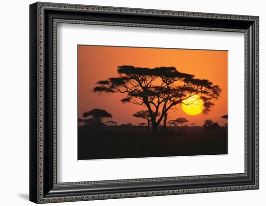 Sun Rising behind Trees-DLILLC-Framed Photographic Print