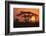 Sun Rising behind Trees-DLILLC-Framed Photographic Print