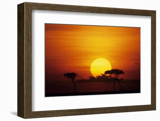 Sun Rising over Savannah, Masai Mara National Reserve, Kenya-Anup Shah-Framed Photographic Print