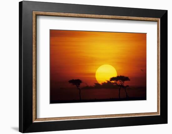 Sun Rising over Savannah, Masai Mara National Reserve, Kenya-Anup Shah-Framed Photographic Print