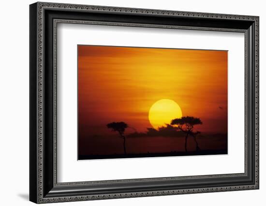 Sun Rising over Savannah, Masai Mara National Reserve, Kenya-Anup Shah-Framed Photographic Print