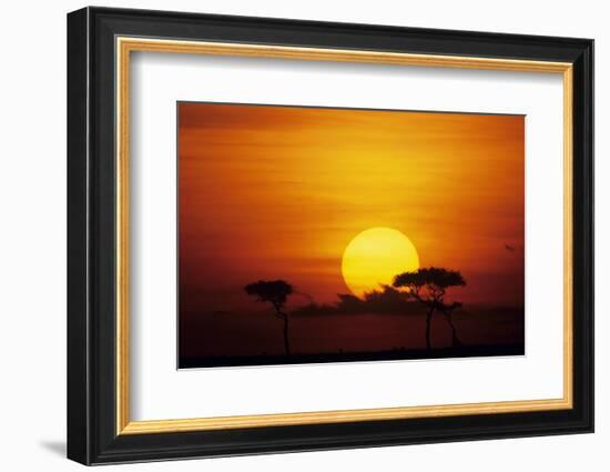 Sun Rising over Savannah, Masai Mara National Reserve, Kenya-Anup Shah-Framed Photographic Print