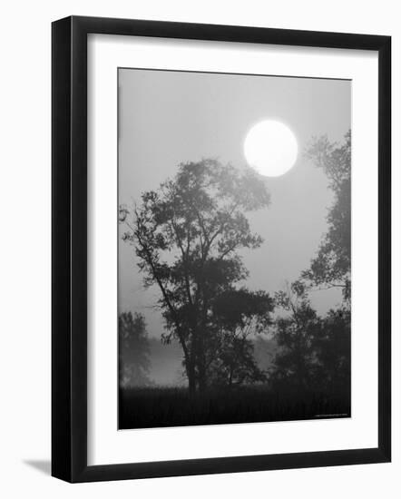 Sun Rising over Trees in Indiana Dunes State Park-Michael Rougier-Framed Photographic Print