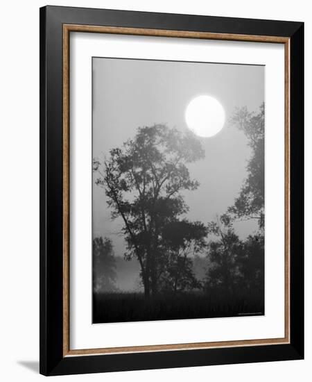 Sun Rising over Trees in Indiana Dunes State Park-Michael Rougier-Framed Photographic Print