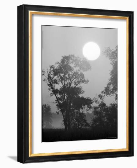 Sun Rising over Trees in Indiana Dunes State Park-Michael Rougier-Framed Photographic Print