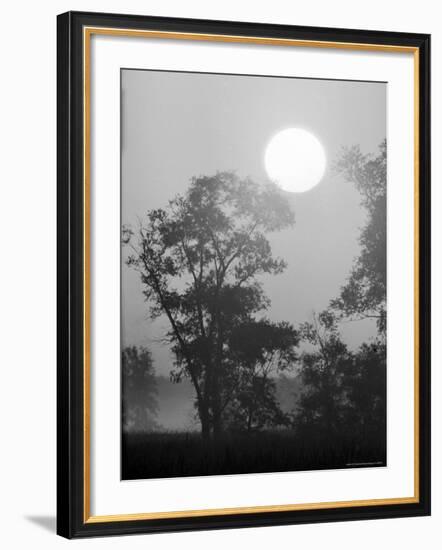 Sun Rising over Trees in Indiana Dunes State Park-Michael Rougier-Framed Photographic Print