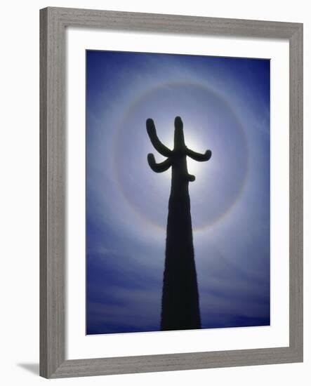 Sun's Halo Around Saguaro Cactus, Organ Pipe Cactus National Monument, Arizona, USA-Christopher Talbot Frank-Framed Photographic Print