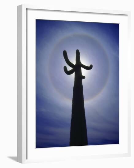 Sun's Halo Around Saguaro Cactus, Organ Pipe Cactus National Monument, Arizona, USA-Christopher Talbot Frank-Framed Photographic Print