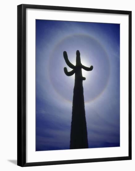 Sun's Halo Around Saguaro Cactus, Organ Pipe Cactus National Monument, Arizona, USA-Christopher Talbot Frank-Framed Photographic Print