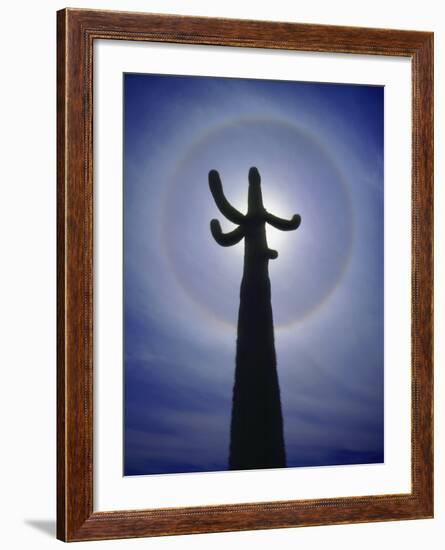 Sun's Halo Around Saguaro Cactus, Organ Pipe Cactus National Monument, Arizona, USA-Christopher Talbot Frank-Framed Photographic Print