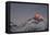 Sun Sets on Mount Everest Seen from Kala Patar, Khumbu, Himalayas, Nepal, Asia-Alex Treadway-Framed Premier Image Canvas