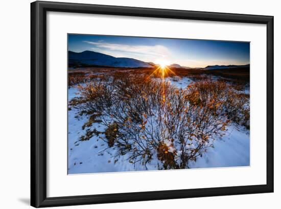 Sun Sets Over Low Lying Shrubs, Summit Of Independence Pass Hwy 82 E Of Aspen, CO-Jay Goodrich-Framed Photographic Print
