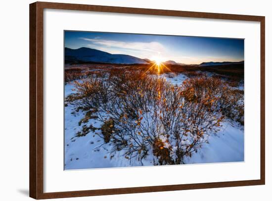 Sun Sets Over Low Lying Shrubs, Summit Of Independence Pass Hwy 82 E Of Aspen, CO-Jay Goodrich-Framed Photographic Print