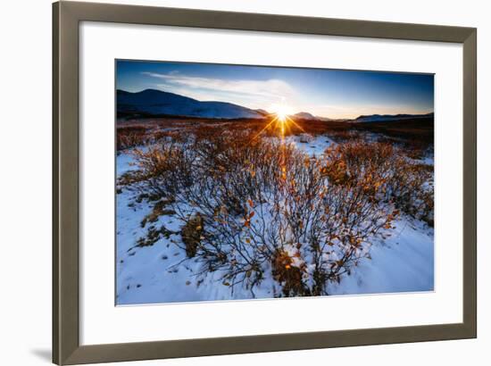 Sun Sets Over Low Lying Shrubs, Summit Of Independence Pass Hwy 82 E Of Aspen, CO-Jay Goodrich-Framed Photographic Print