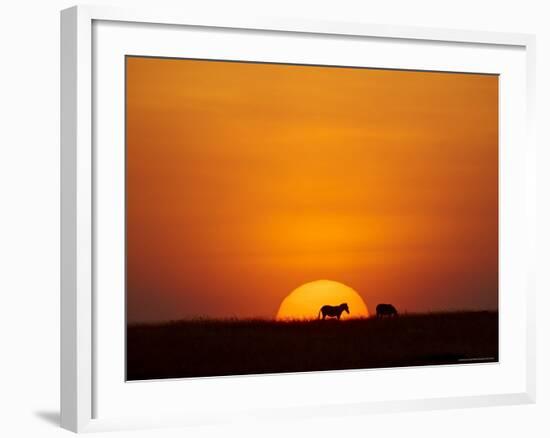 Sun Setting Behind a Silhouetted Common Zebra, Masai Mara Game Reserve, Kenya, East Africa, Africa-James Hager-Framed Photographic Print