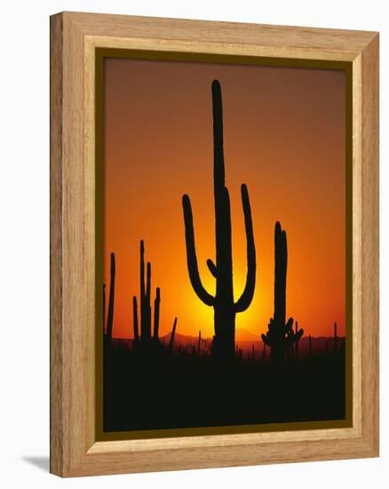 Sun Setting Behind Cacti-null-Framed Premier Image Canvas