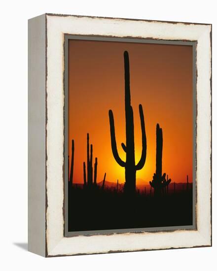 Sun Setting Behind Cacti-null-Framed Premier Image Canvas