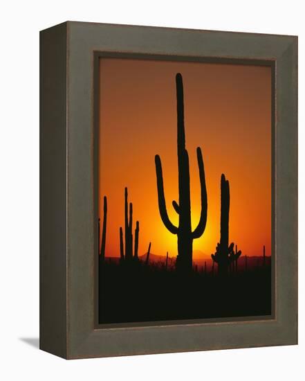 Sun Setting Behind Cacti-null-Framed Premier Image Canvas