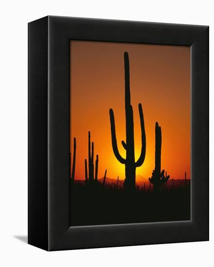 Sun Setting Behind Cacti-null-Framed Premier Image Canvas