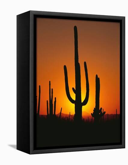 Sun Setting Behind Cacti-null-Framed Premier Image Canvas