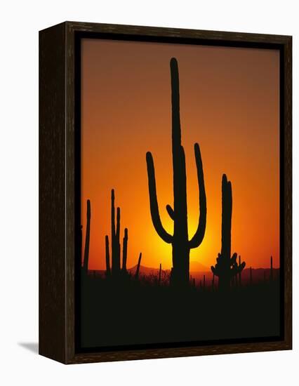 Sun Setting Behind Cacti-null-Framed Premier Image Canvas